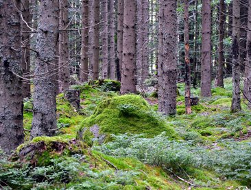 Boubínský prales (foto Lemura-Haus/Emur)