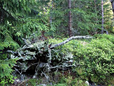 Boubínský prales (foto Lemura-Haus/Emur)