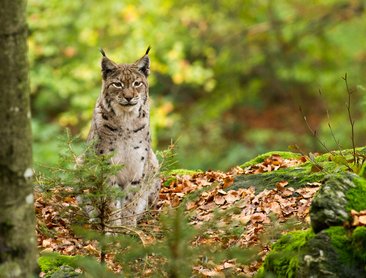 Boubínský prales (foto Shutterstock)