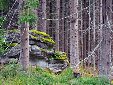 Medvědí stezka (foto Lemura-Haus/Emur)